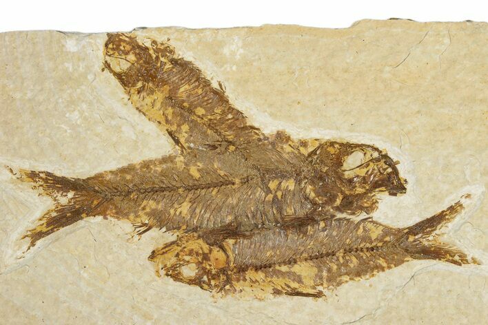 Limestone with Three Fossil Fish (Knightia) - Wyoming #355620